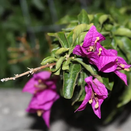 Pedaci Bed & Breakfast